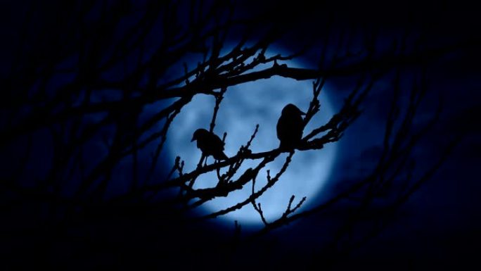 鸟类在夜间被月亮照亮而飞走