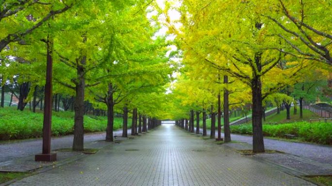 沿着日本福岛县街道延伸的秋季银杏树线
