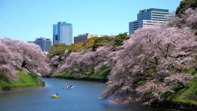 日本东京公园的樱花，慢动作