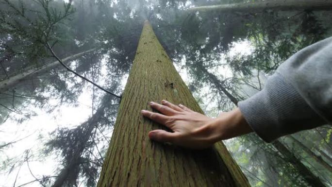 手触摸一棵树，感受自然