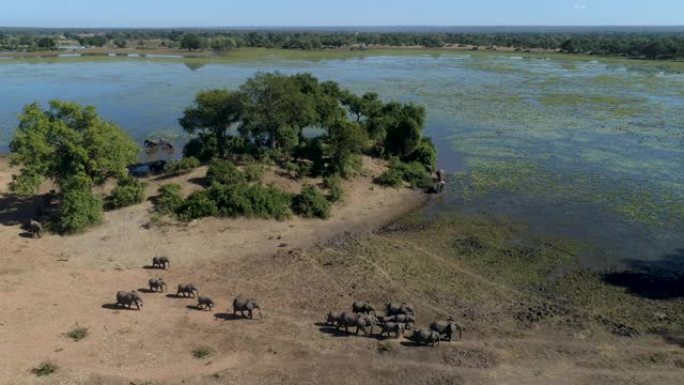 津巴布韦饮酒后离开河流的大象群的鸟瞰图