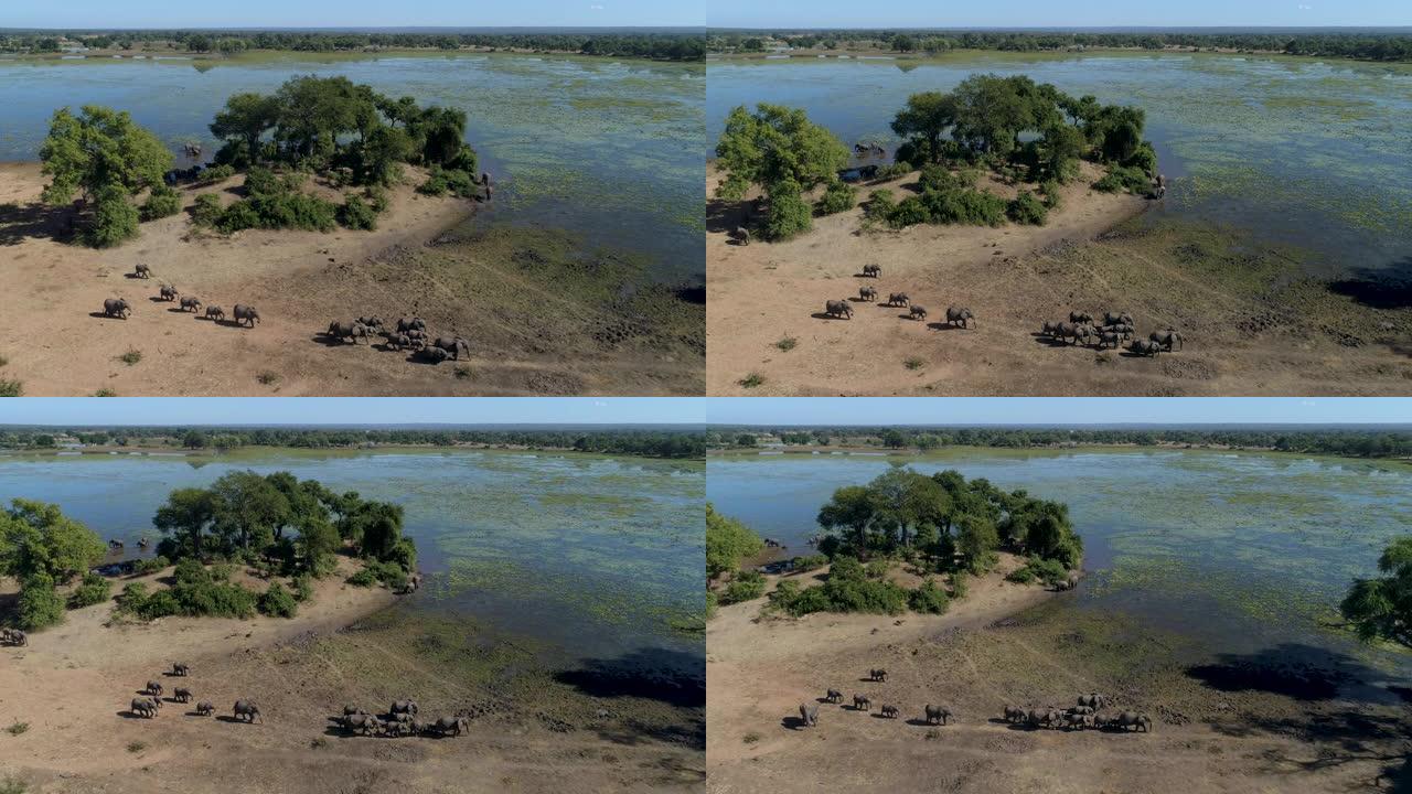津巴布韦饮酒后离开河流的大象群的鸟瞰图