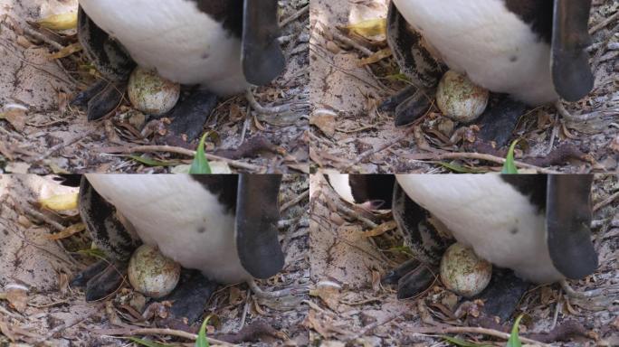 南非开普敦Boulders Beach的巢中非洲penquins脚和鸡蛋的超特写镜头