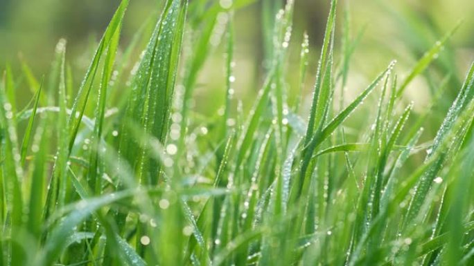 绿草带露珠。在早晨的阳光下，用水滴滑射出新鲜的草。UHD, 4K