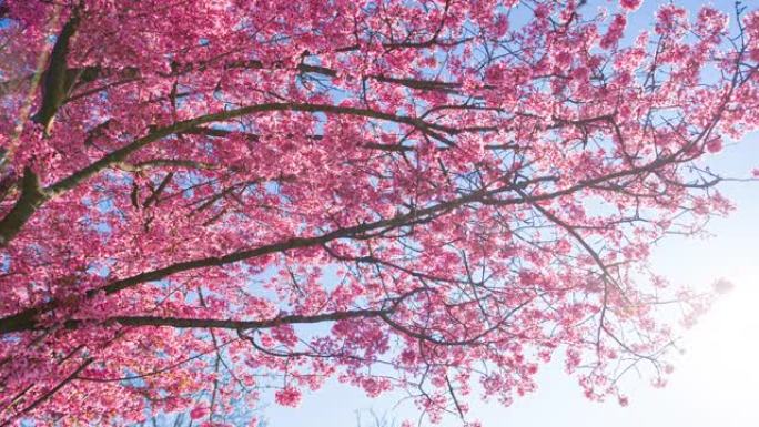 盛开的樱桃树花朵盛开花开万物生长鲜花绽放