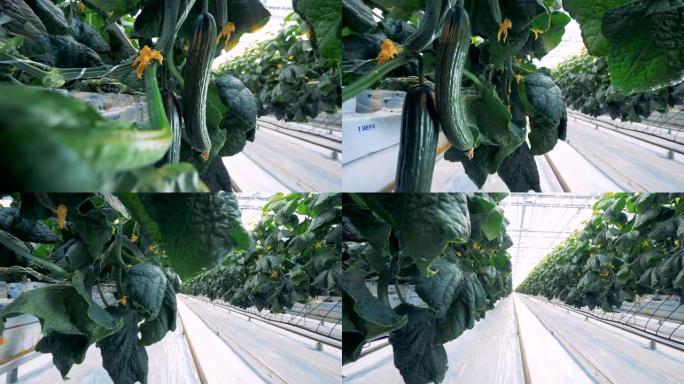 关闭悬挂的黄瓜和温室中的通道。现代农业理念。