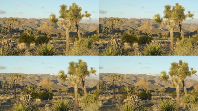在莫哈韦沙漠深处被岩石山包围的丝兰树的风景如画的镜头