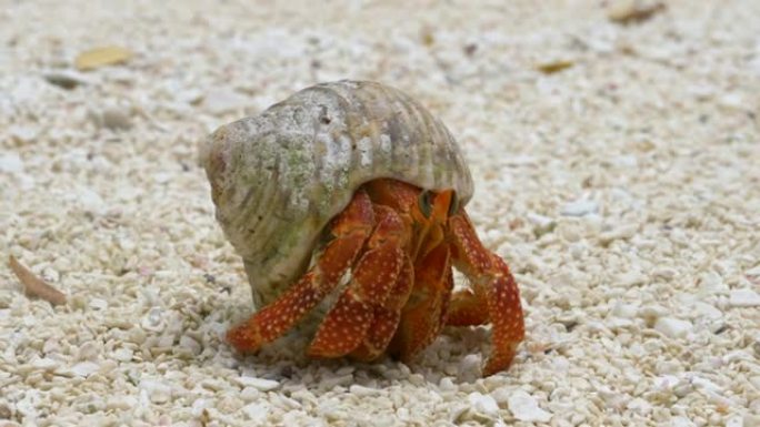 宏观: 鲜红的小螃蟹从壳中出来，在岸边漫游。