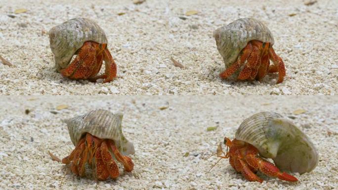 宏观: 鲜红的小螃蟹从壳中出来，在岸边漫游。
