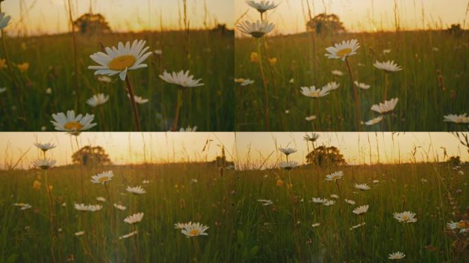 日落时在一片野花草地上的DS雏菊