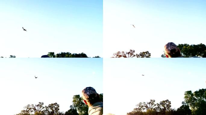 猎鹰鹰在天空中飞行