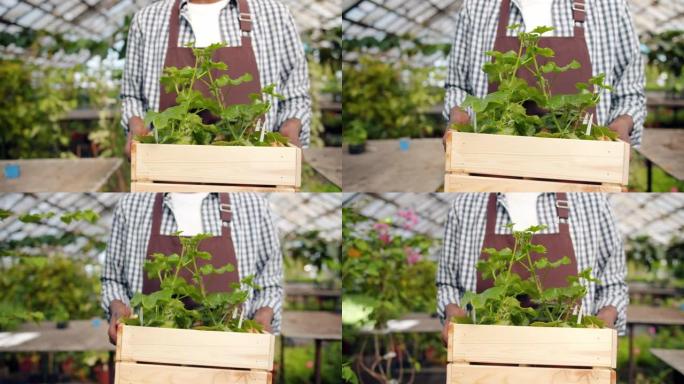 用绿色植物盒在温室中行走的男性农民的慢动作