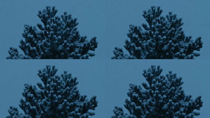 晚上大雪中的树雪林雪景冰天雪地