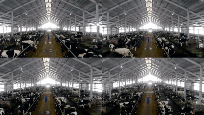 一个农民用笔记本电脑工作，检查奶牛，俯视图。