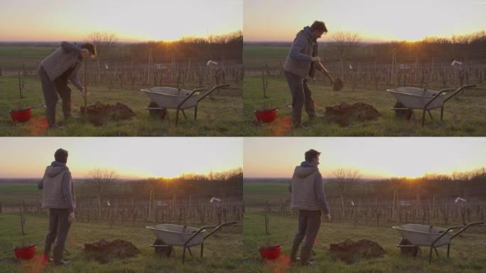 WS男性农民在日落时在田园诗般的山坡上挖洞寻找果树