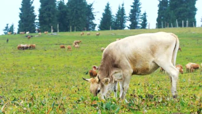 牛在田野上行走牧场牛群牛吃草