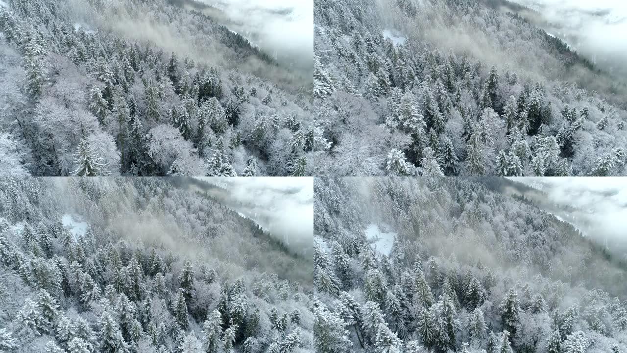 雾山冬季树木的空中拍摄。飞越奇妙的冬季自然景观，有白雪皑皑的树木、薄雾和山。