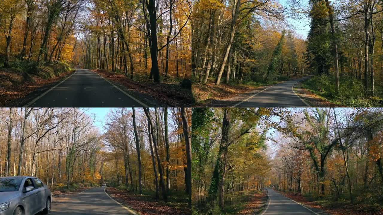 秋天在树林中的车道 (延时)