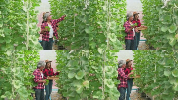 男女农民谈论有机农场的植物