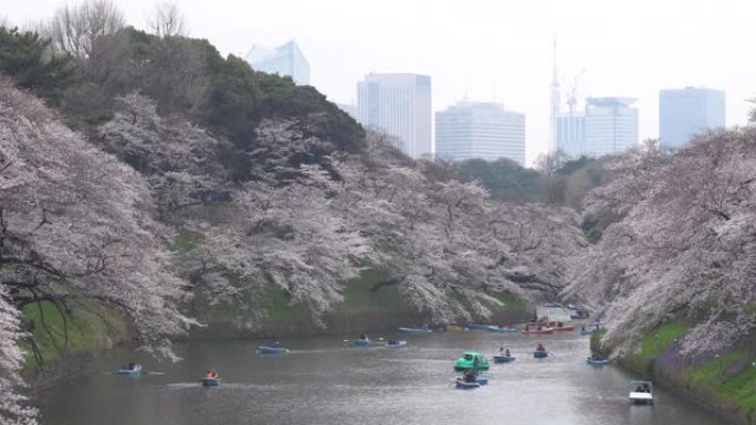 人们在日本庆祝樱花盛开