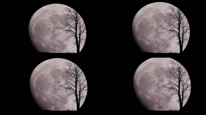 繁星点点的夜空中只有一棵树的大月亮