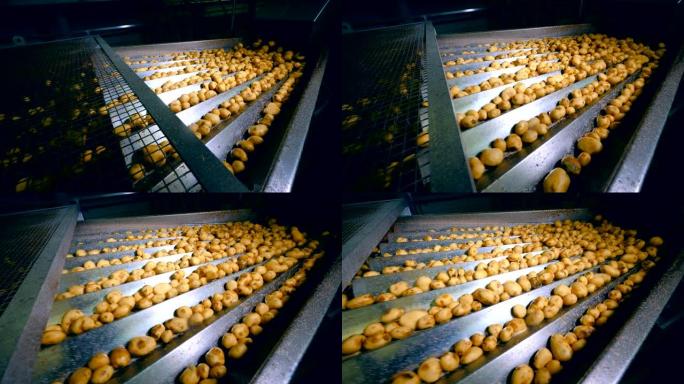 食品厂机器在传送带上移动大量土豆进行分类。