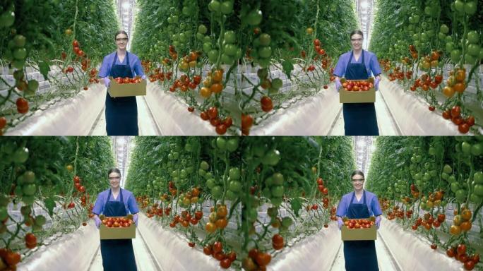 女农业学家拿着一盒成熟的西红柿微笑着