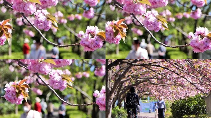 日本人沿着一排樱花树散步