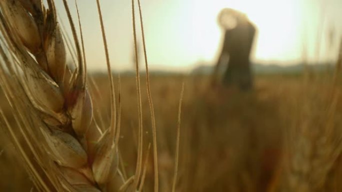 金麦穗和一个农民在田间散步