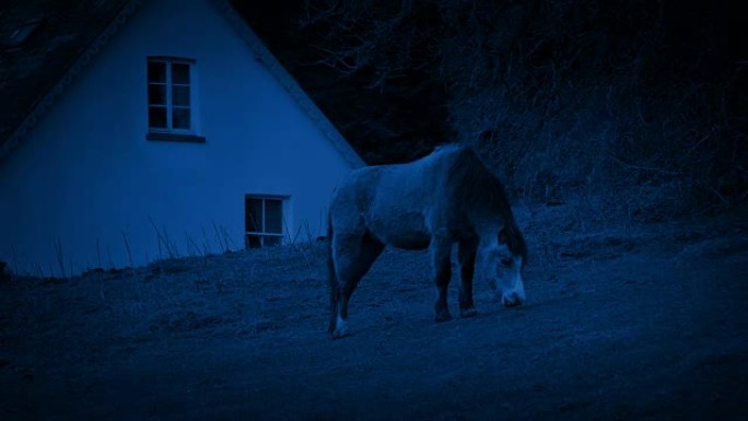 晚上，马在房子附近吃草