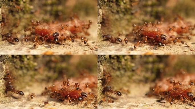 一群蚂蚁将食物运送到洞穴中，4k