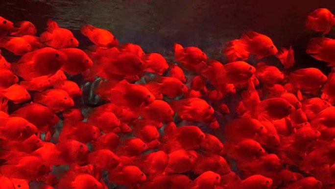 鱼缸里的红金鱼