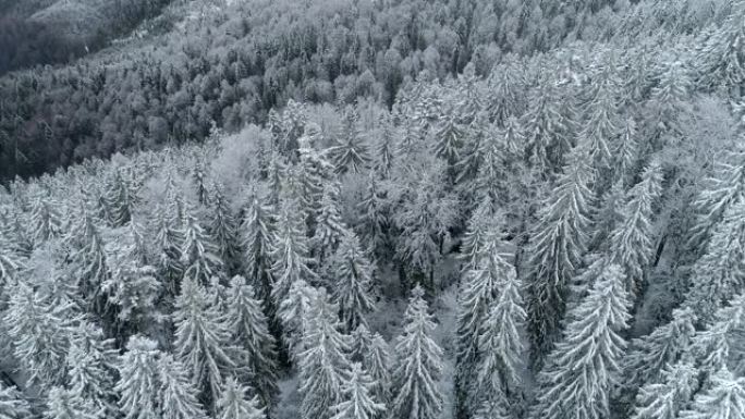 飞越冬季云杉和松林。白雪皑皑的冬季自然景观。UHD, 4K