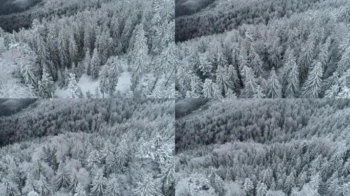 飞越冬季云杉和松林。白雪皑皑的冬季自然景观。UHD, 4K