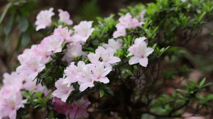 高帧 杜鹃 粉嫩 植物园内