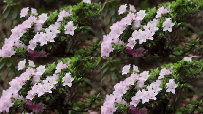 高帧 杜鹃 粉嫩 植物园内