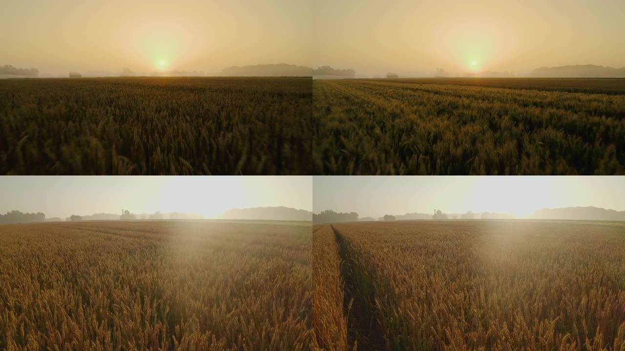 日出时小麦的空中场