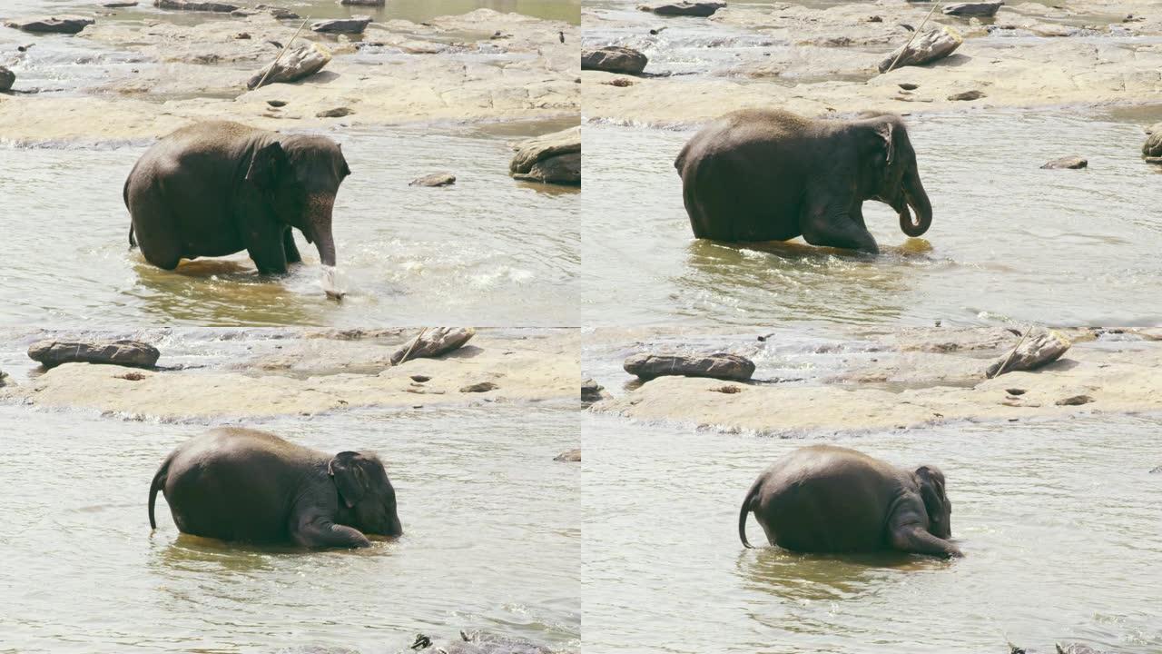 大象女士涉水，溅水，斯里兰卡