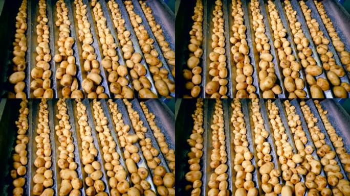 土豆块茎沿着输送机颤抖地移动的俯视图