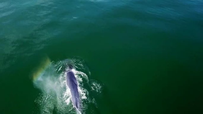 泰国湾碧波府班邦塔崩的布莱德鲸鱼鸟瞰图