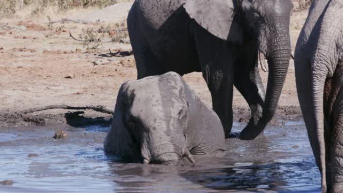 博茨瓦纳附近的大象在水坑中滚动的4k特写镜头