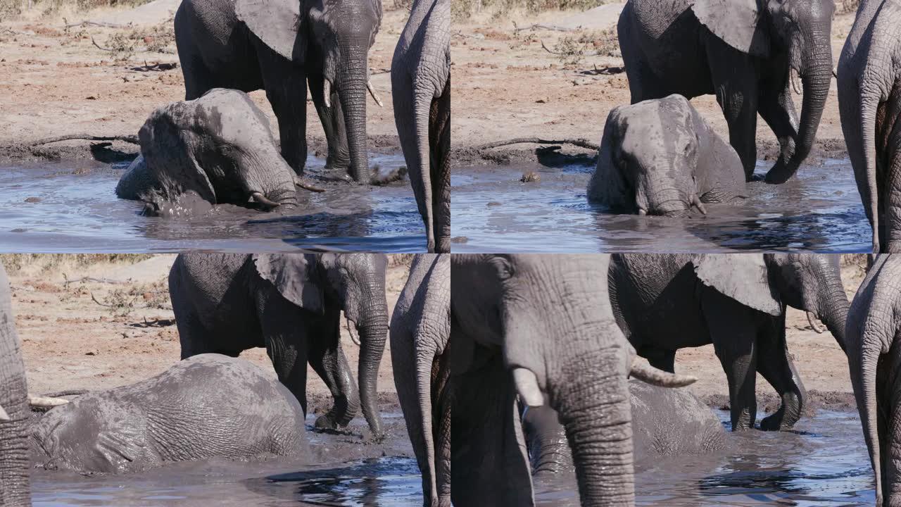 博茨瓦纳附近的大象在水坑中滚动的4k特写镜头