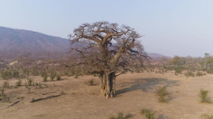 4k空中缩小游客在引导下的丛林漫步中，看着津巴布韦Gonarezhou国家公园一棵大猴面包树上的树皮