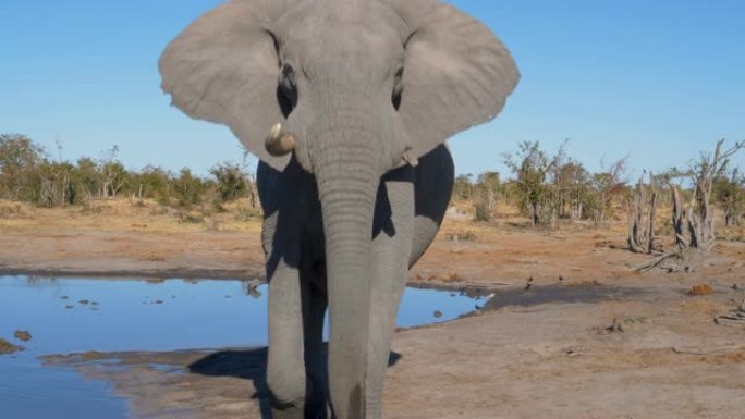 博茨瓦纳，大象以激进的姿势接近并看着相机的4k特写镜头