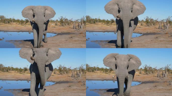 博茨瓦纳，大象以激进的姿势接近并看着相机的4k特写镜头