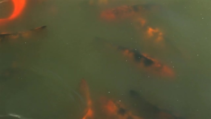 一群锦鲤鱼在池塘里游泳。