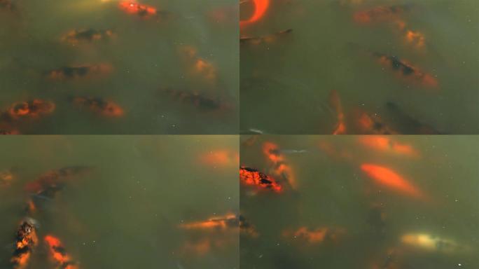 一群锦鲤鱼在池塘里游泳。