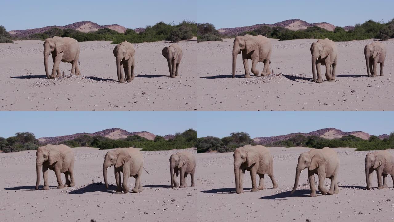 纳米比亚纳米布沙漠Hoanib山谷的软沙中，三头沙漠大象走向相机的4k特写视图