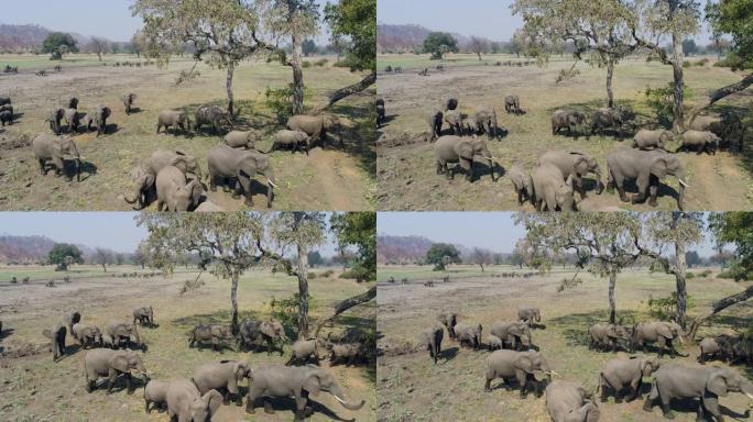 津巴布韦，一大群大象进入灌木丛觅食的4k空中特写镜头