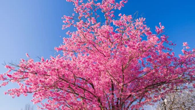 春天的粉红色樱花花朵盛开花开万物生长鲜花